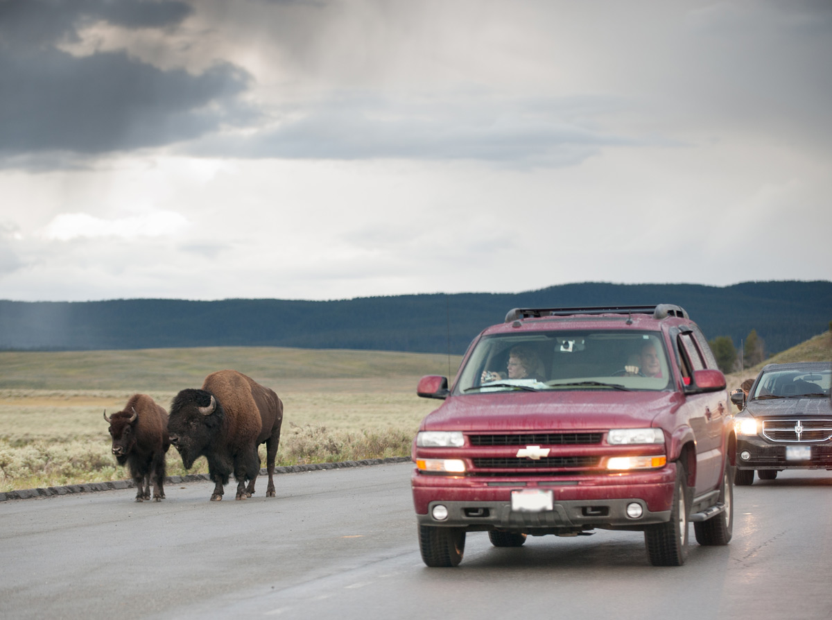 bison on road near vehicle